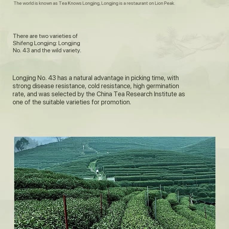 West Lake Dragon Well tea