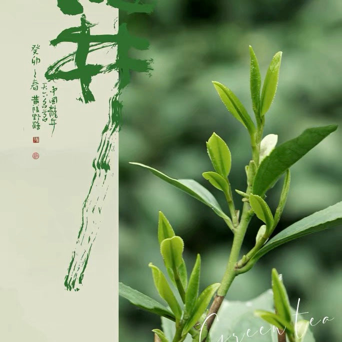 West Lake Dragon Well tea